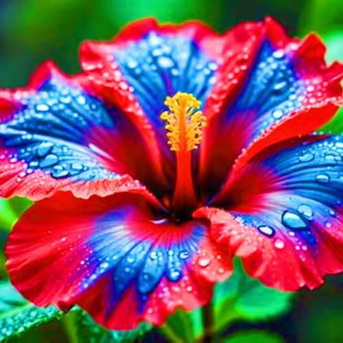 Winterharte mehrjährige Seltene Hibiskus Einfach zu Pflegen Schnelles Gärten Geschenk bereit-1zwiebeln-f