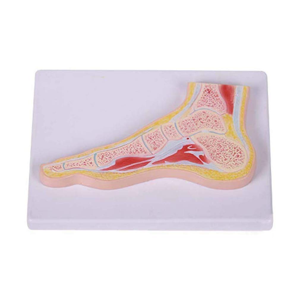sjdoPulse Foot Joint Anatomical Model - Human Foot Model - The Model of Foot Medical Teaching Demonstration Model - for Study Display Teaching Medical Model