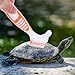 BESTonZON 3pcs Turtle Shell Cleaning Brush Set Reusable Turtle and Tortoise Mud Cleaner Sturdy Bristles for Care and Shell Maintenance