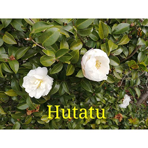 Hutatu
