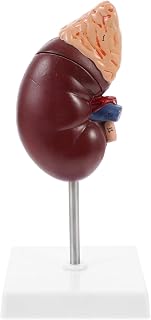 Human Kidney Model Anatomical Models Medical Teaching Display Lab Supplies Demonstration Model Human Body Model