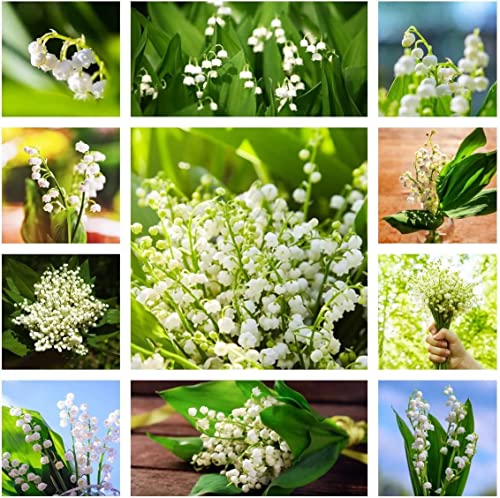 12 Bulbi Mughetto Perenni Resistenti - Fiori Invernali Per Giardino - Foto 2