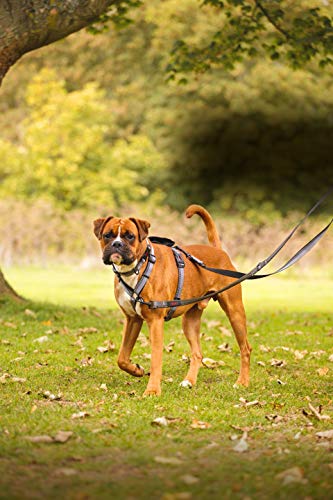 Image of Halti Double-Ended Dog Leash | Size Small, Black, 2m | Premium Puppy & Dog Leash | Neoprene-Padded | Reflective | Adjustable Lengths | Ideal for Hands Free Running & Training