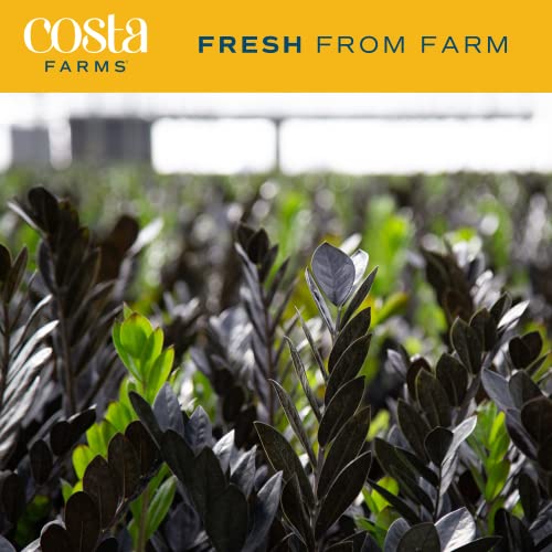 Costa Farms Zz Plant, Live Indoor Houseplant In Modern Decor Planter, Natural Air Purifier In Potting Soil, Gift, 12-In Tall & Easy To Grow Houseplants, Live House Plants In Plant Containers #TOP3