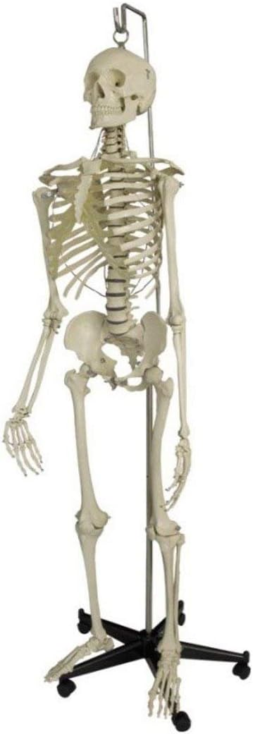 BEXCO life size Articulated human skeleton model with stand plastic base and iron rod