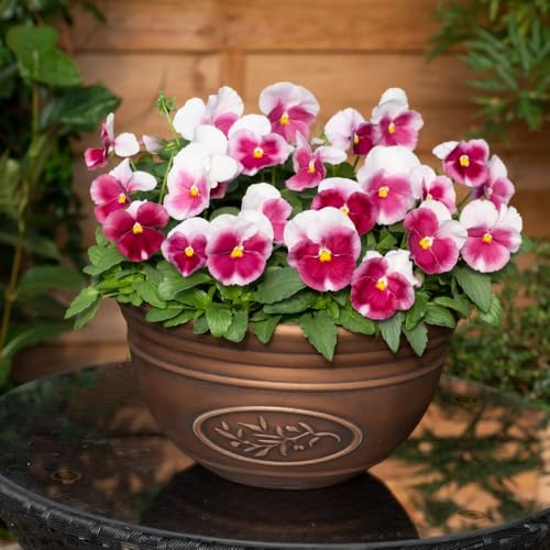 Pansy Raspberry Blush Vivid Purple Blooms with Dark Blotches Ideal for Beds Baskets Window Boxes & Patio Pots 24 x Plug Plants by Thompson and Morgan