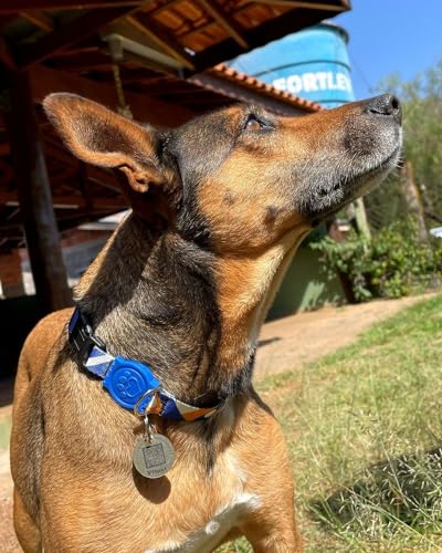Kit 2 un PitPet Pingente Medalha Rastreador Coleira Pet Caes E Gatos Qrcode