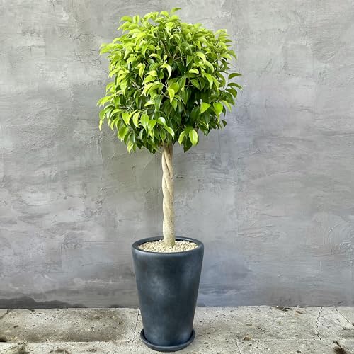 SUZUHA 観葉植物 本物 フィカス ベンジャミン ねじり仕立て 9号 磁器陶器鉢植え ブラック 受け皿付き インテリアグリーン