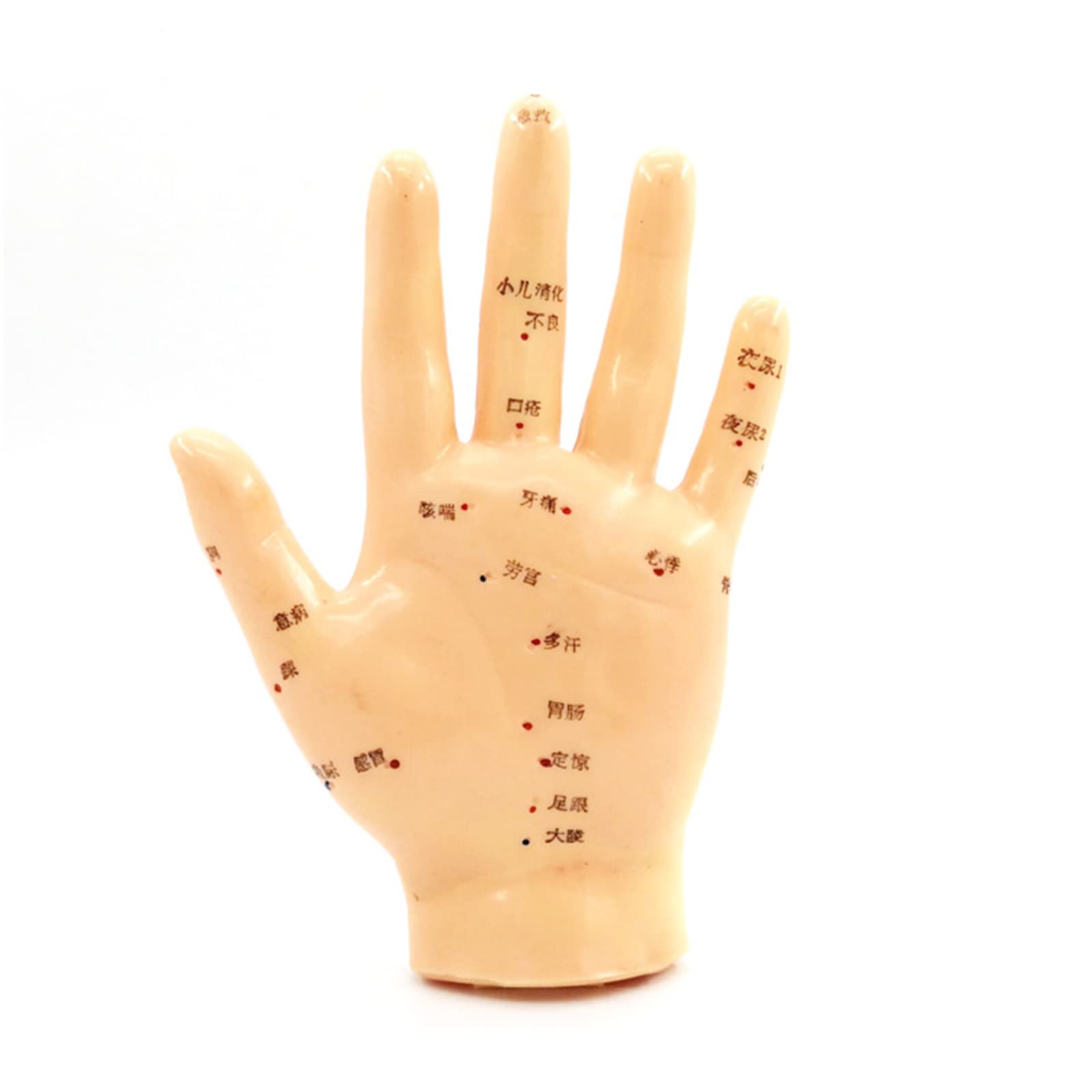 Sjdopulse 13Cm Hand Acupuncture Point Model Reflex Hand Massage Acupuncture Points Mannequin Hand Acupuncture Point Model For Tcm Teaching Study Demonstration