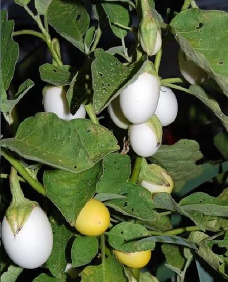Brinjal White began baingan Hybrid pack of 50 seeds (B0CB1QCYSQ) Amazon Price History, Amazon Price Tracker