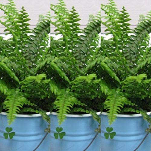 Boston Helecho (3 plantas) Nephrolepis Exaltata Helechos interiores en macetas de 9 cm