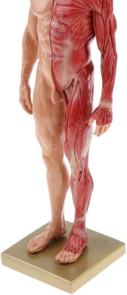 Modèles d'anatomie Humaine Tableaux d'anatomie Masculine et féminine Modèles d'anatomie des Muscles et des os Humains (pour l'étude Scolaire)