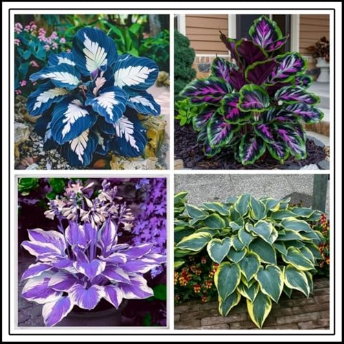 Bulbi di hosta/Radici selezionate di hosta/miste/resistenti al freddo e alla siccità/adatte per la decorazione di giardini e balconi【NVNJHJN】-6 Rizoma-A
