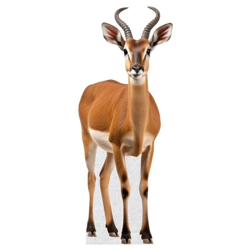 Deer - Life Size Cardboard Cutout Standup People with Support Standee | Animals -