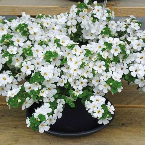caraway seeds for planting Caraway Seeds Caraway (pkt) main image 0