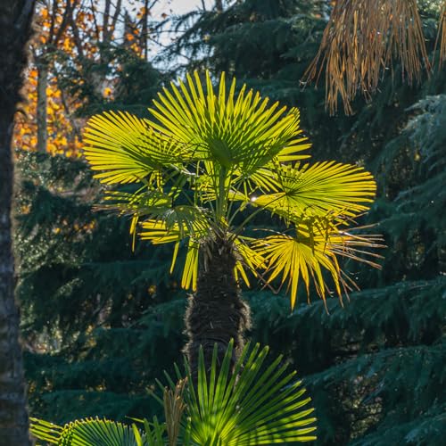 Windmill Palm in 3 Gal. Grower's Pot | Cold Hardy Tropical Tree | Low Maintenance | Drought Tolerant Windmill Palm in 3 Gal. Grower's Pot | Cold Hardy Tropical Tree | Low Maintenance | Drought Tolerant