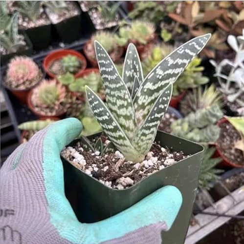 Tiger Aloe (Aloe variegata) - Large - Live Plant - Attracts Hummingbirds - Vibrant Orange, Pink, or Red Flowers