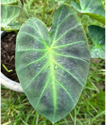 Indian gardens - Colocasia | Elephant Ear | Indoor Live Plant | Home decor (Colocasia Aloha)