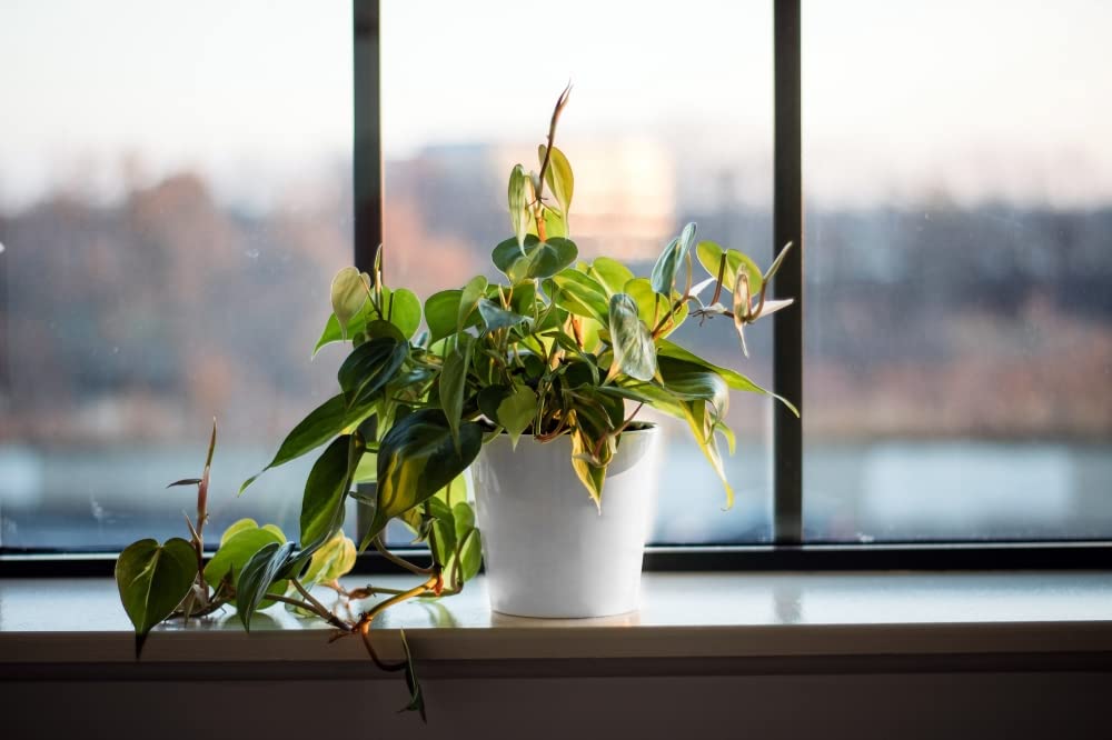 Macetero De Cerámica Esmaltada KOTARBAU 16cm - Blanco Clásico Para Interior, Forma Cónica