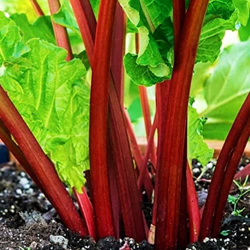 Votaniki XXL Victoria Rhubarb Crown - Perennial, High Yielding Rhubarb Crown Ready to Plant | Perfect for Home Gardeners - Easy to Grow and Low Maintenance (1 Pack)