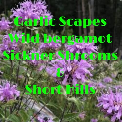 Garlic Scapes, Wild B at Short Hills