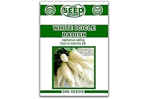 Most Popular White Icicle Radish Seeds - Non-GMO Vegetable Seeds(200PCS Premium Seeds)