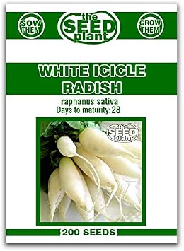 White Icicle Radish Seeds - 200 Seed Non-GMO