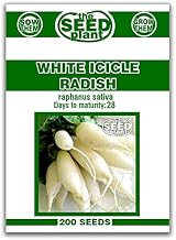 White Icicle Radish Seeds - 200 Seed Non-GMO