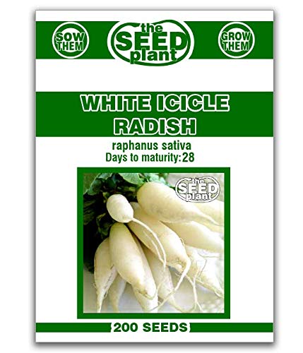 White Icicle Radish Seeds - 200 Seed Non-Gmo #TOP20