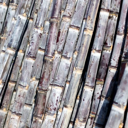 semillas de caña de azúcar, columnar Saccharum officinarum, semillas de balcón columnares semillas de jardín 350pcs