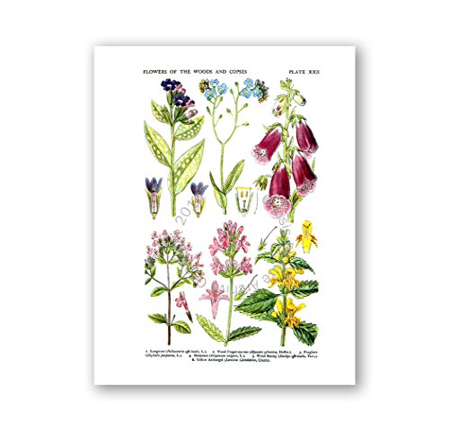 Gnosis Picture Archive Botanical Prints Wall Art Wildflowers Art Set Of 6 Unframed Art Prints #TOP2