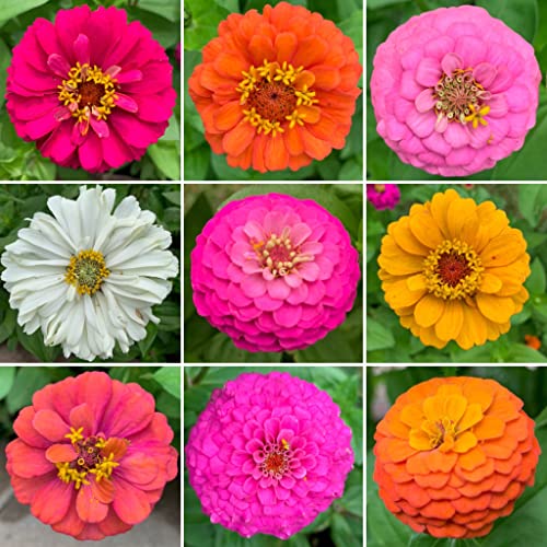 Zin Master - Zinnia Flower Seed Mix - 1/4 Pound - Mixed Wildflower Seeds, Attracts Bees, Attracts Butterflies, Attracts Hummingbirds, Attracts Pollinators, Easy To Grow & Maintain, Cut Flower Garden #TOP2