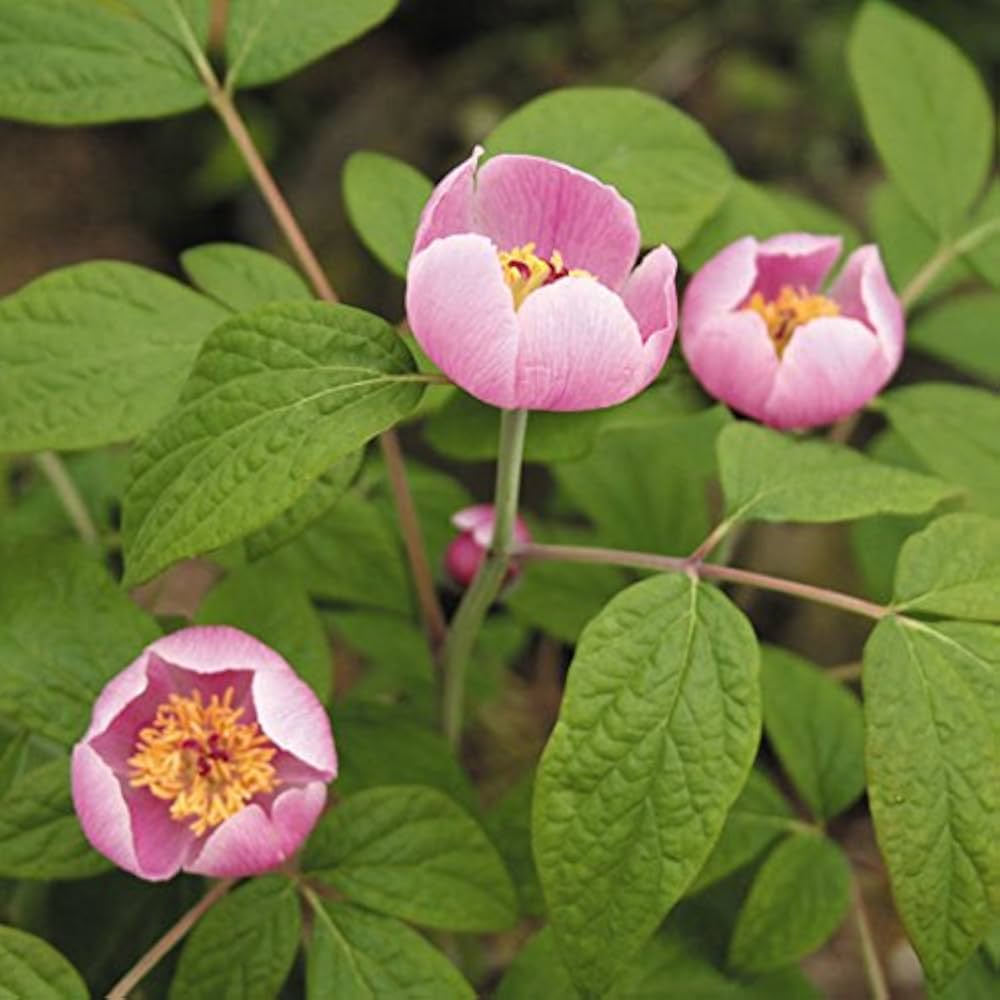 山野草（ボタン科）真赤花ヤマシャクヤク～雄大紅　　３茎立ち、大株 山野草（ボタン科）真赤花ヤマシャクヤク～雄大紅 3茎立ち、大