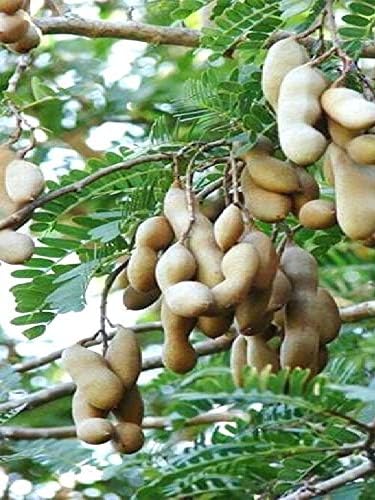 Image of Live Sweet Tamarind /Imli /gunni Hybrid Fruit Plant & Tree ? Outdoor Gardening Pack of 1 ? Healthy Grafted Sapling for Home Garden & Farm ? Fast Growing, High Yield Variety