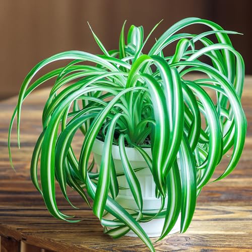 YouGarden Chlorophytum Comosum Variegated in 12cm Pot Indoor Plants for Homes Easy to Care for House Plants for Office