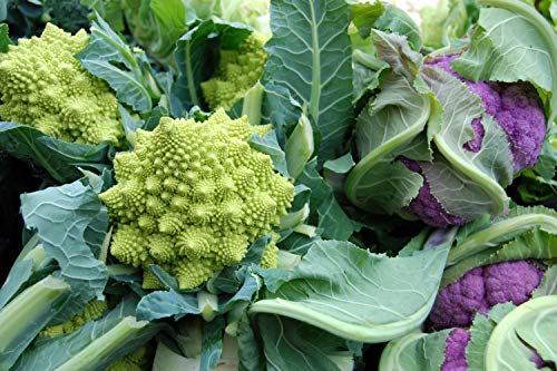 SAFLAX - BIO - Cavolfiore - Romanesco - 50 semi
