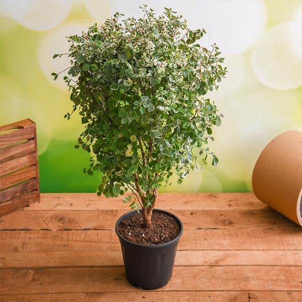 See full amazon price history chart for Mphmi NCR Perennial Plants Snowbush - Plant Mphmi NCR Perennial Plants Snowbush - Plant (B0CFBHL5GV) Amazon Price History, Amazon Price Tracker