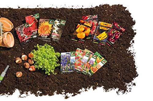 Landen Spinacio Riccio F.1