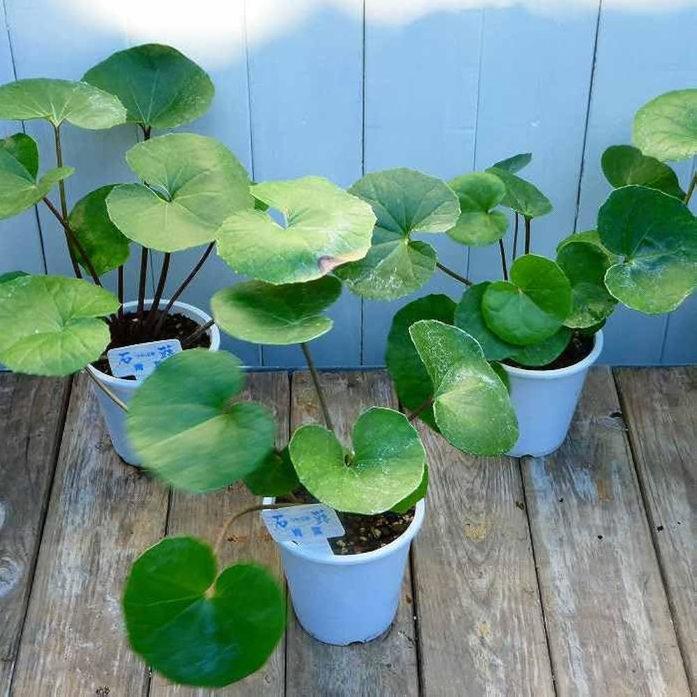 ✨ツワブキ 苗 6株 根付き✨抜き苗　山野草　農薬不使用　煮物がおいしいよ～ 楽天市場】山野草の苗/ツワブキ：青葉5号鉢植え : 園芸ネット プラス