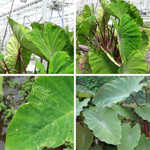 Elefante Orejas Bulbos/bulbos Colocasia - Hermosa flor de jardín, disponible en una variedad de colores.-B-3Bulbos