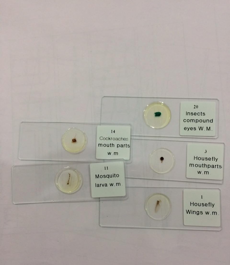 Root Microscope Slide Set| Set of 12 Slide|-picture-22