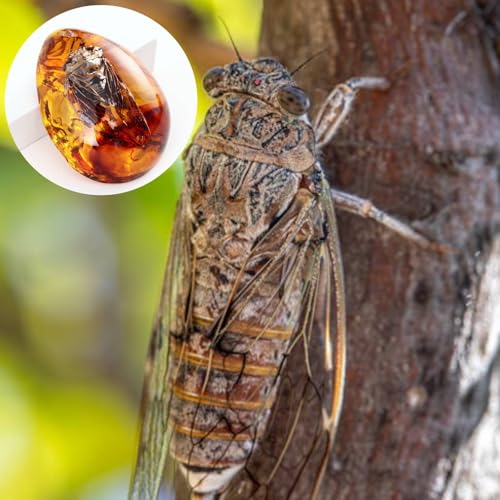 Image of 6PCS Amber Fossil Insect, Amber Fossils with Insects Samples Stones Crystal Samples for Home Decorations Collections Oval Pendants Pendant Science Educational (Amber Pendant) (B stely)