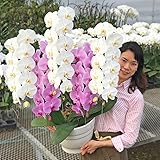 ふじみ野ラン園 大輪胡蝶蘭5本立ち（現在つぼみ多め） 価格帯ボリュームで選べる 就任祝い 移転祝い 開業祝い 開店祝い 上場祝い お誕生日 当選祝い 長寿のお祝いお供えに (ミックスW3P2)