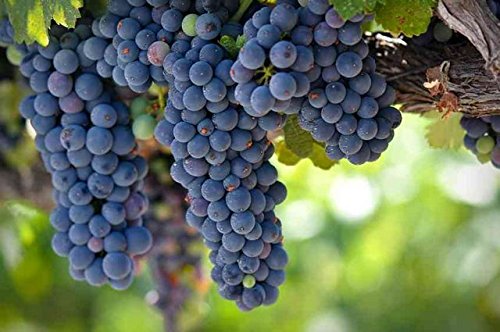 Creative Farmer Seeds Of Fleshy Fruits Live Grapes Plant Sweet Grapes Vine Fruit Plant Seeds Plant Seeds For Garden Kitchen Garden Fruit Seeds Pack (B075PWXH24) Amazon Price History, Amazon Price Tracker