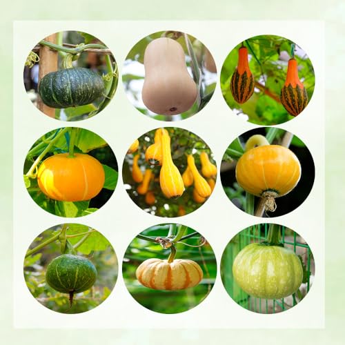 Comprar semillas de calabaza, semillas de calabaza ecológicas. hortalizas, plantas semillas de interior calabaza ornamental semillas de calabaza ornamentales cama balcón, balcón 120pcs