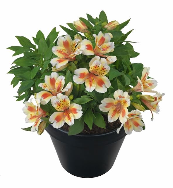 Alstroemeria Sunset 9cm Potted Peruvian Lily