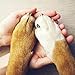 Eye Envy On The Paw Therapy Balm - 100% Natural Dog Products, Nourish and Heal Cracked Paws, Protect Against Heat, Salt, Snow, 1.45oz