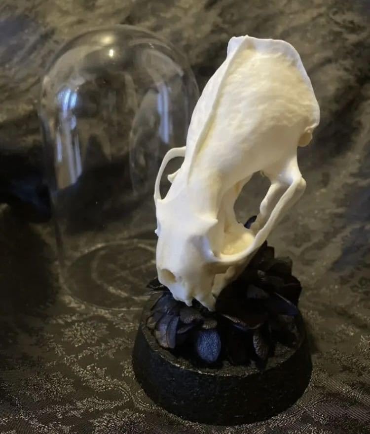 Amazon.co.jp: 頭骨のオブジェ 骨格標本 ガラスドーム : おもちゃ