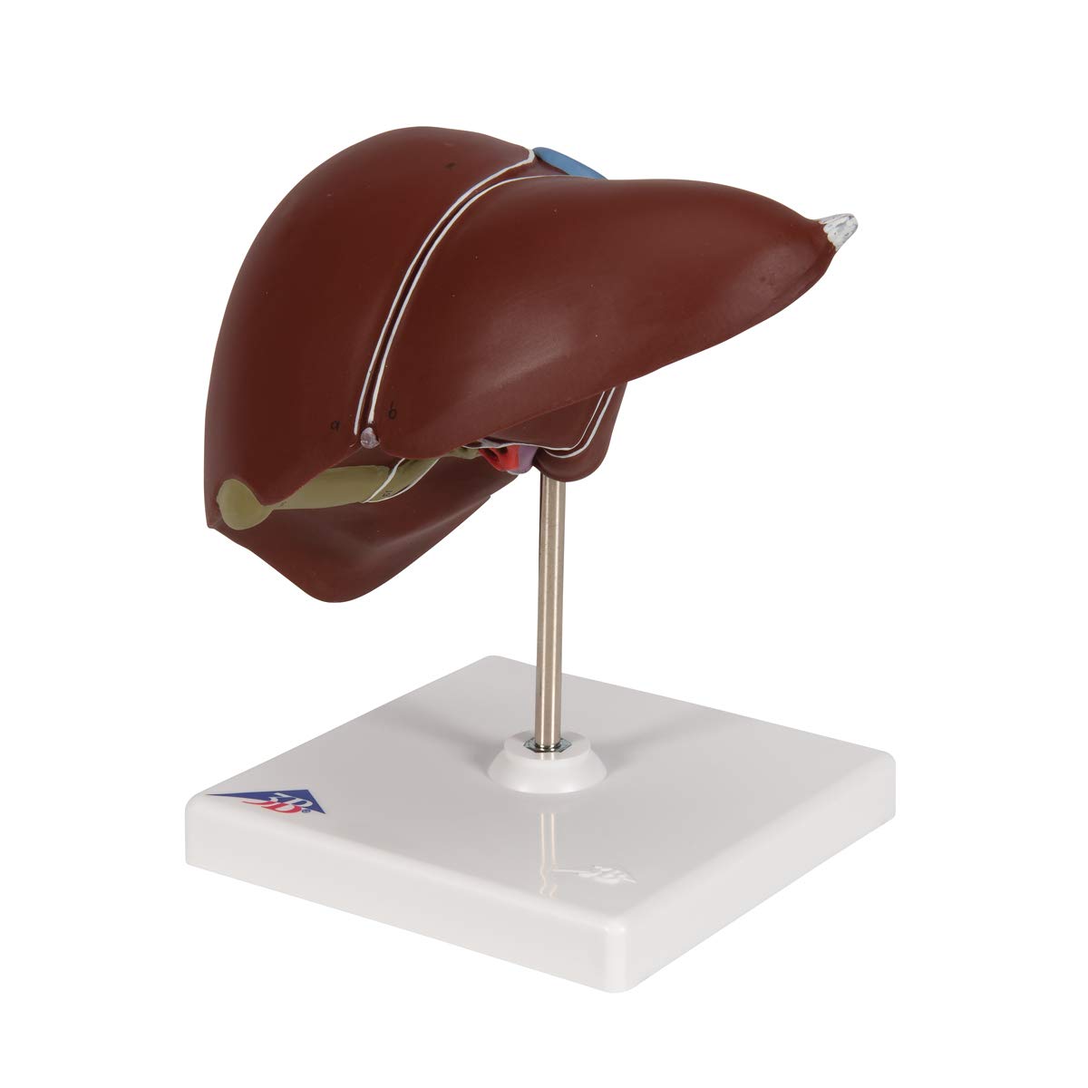 3B Scientific K25 Fegato con Cistifellea + software gratuito di anatomia - 3B Smart Anatomy