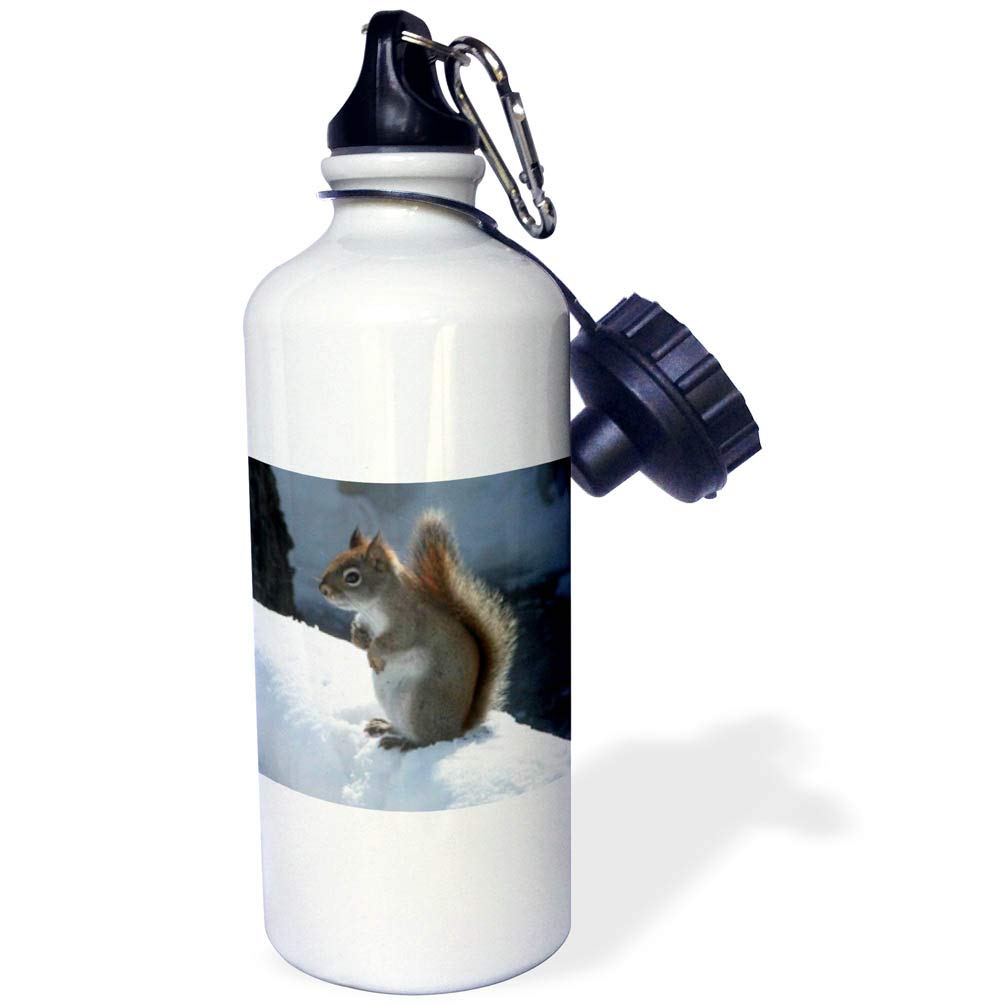 Squirrel Couple In Love Water Bottle – 21 Oz Stainless Steel With Flip-Up Straw & Photo Print